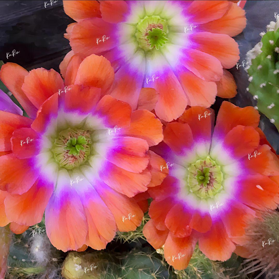 多肉植物 花サボテン 水仙太郎 (カキコ) 花持ち1週間 花サイズ10cm