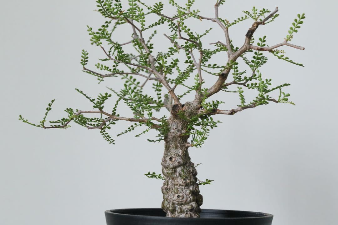 【実生】オペルクリカリア パキプス グラキリス アガベ デカリー 根挿し