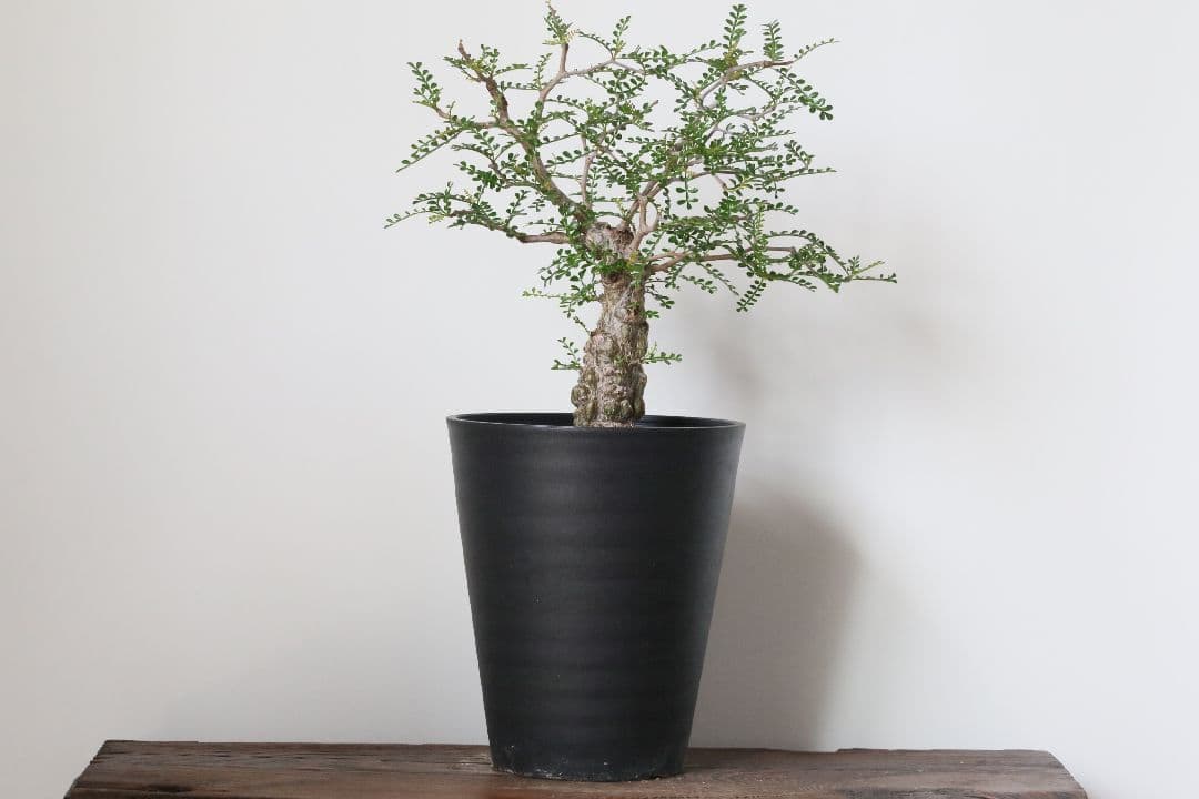 【実生】オペルクリカリア パキプス グラキリス アガベ デカリー 根挿し