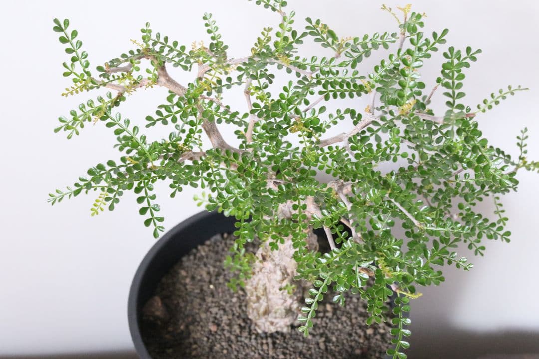 【実生】オペルクリカリア パキプス グラキリス アガベ デカリー 根挿し