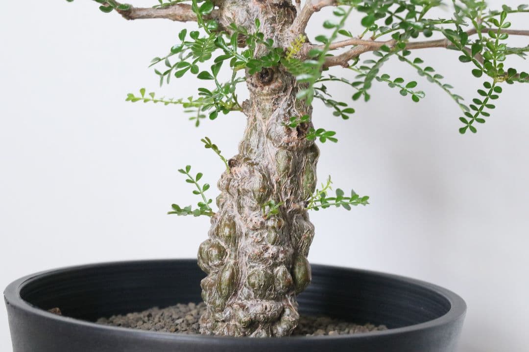 【実生】オペルクリカリア パキプス グラキリス アガベ デカリー 根挿し