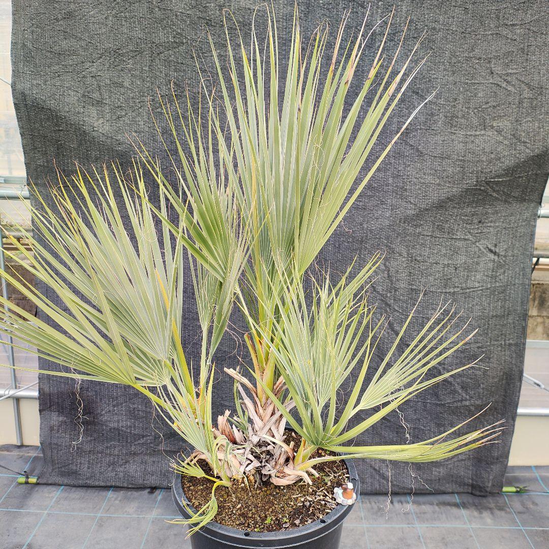 ナンノロップス・リチアナ （アラビカシルバー）