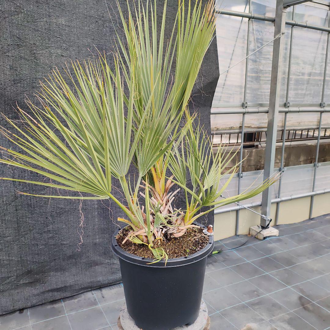 ナンノロップス・リチアナ （アラビカシルバー）