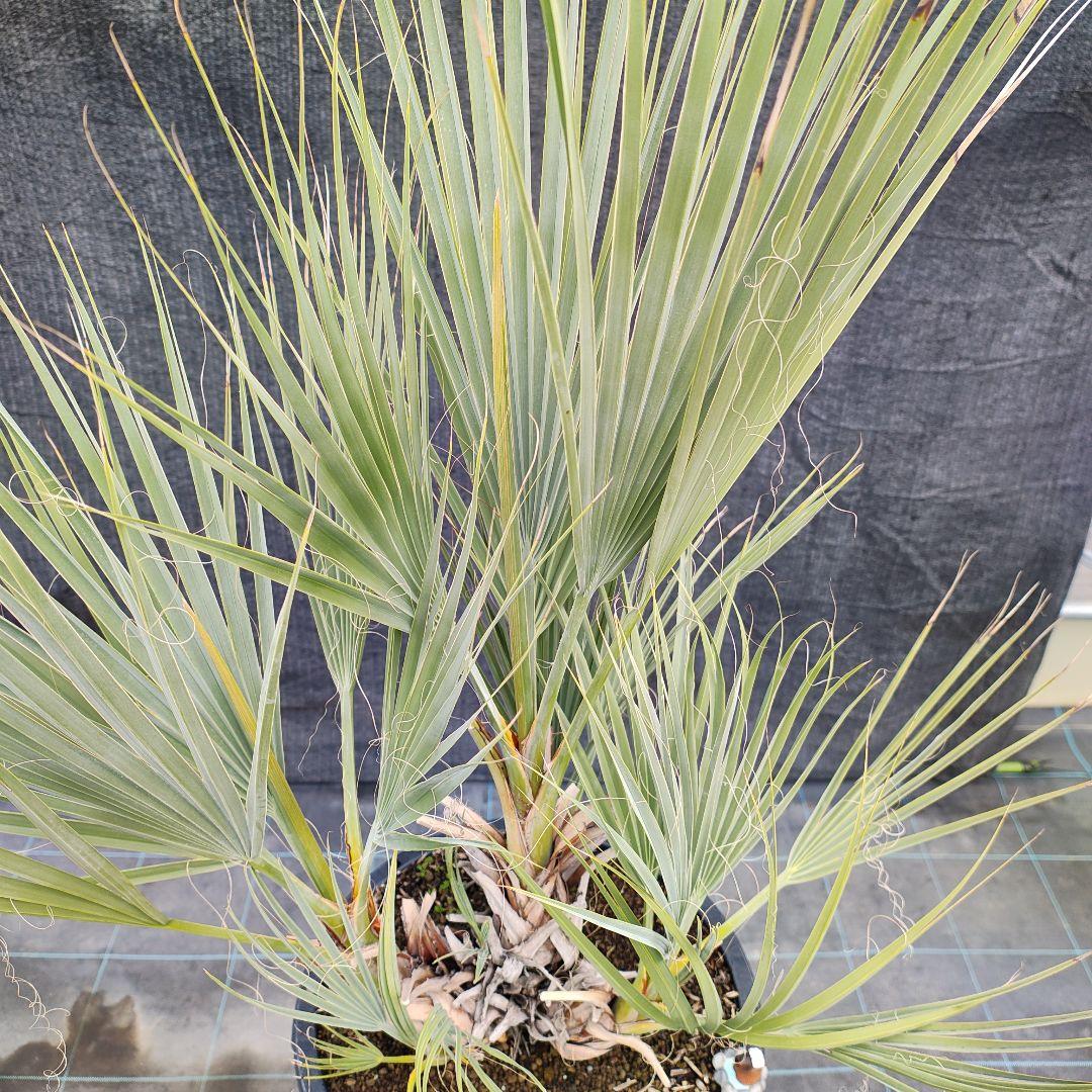 ナンノロップス・リチアナ （アラビカシルバー）