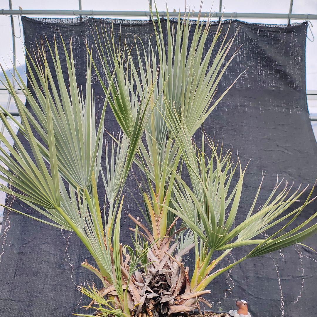 ナンノロップス・リチアナ （アラビカシルバー）