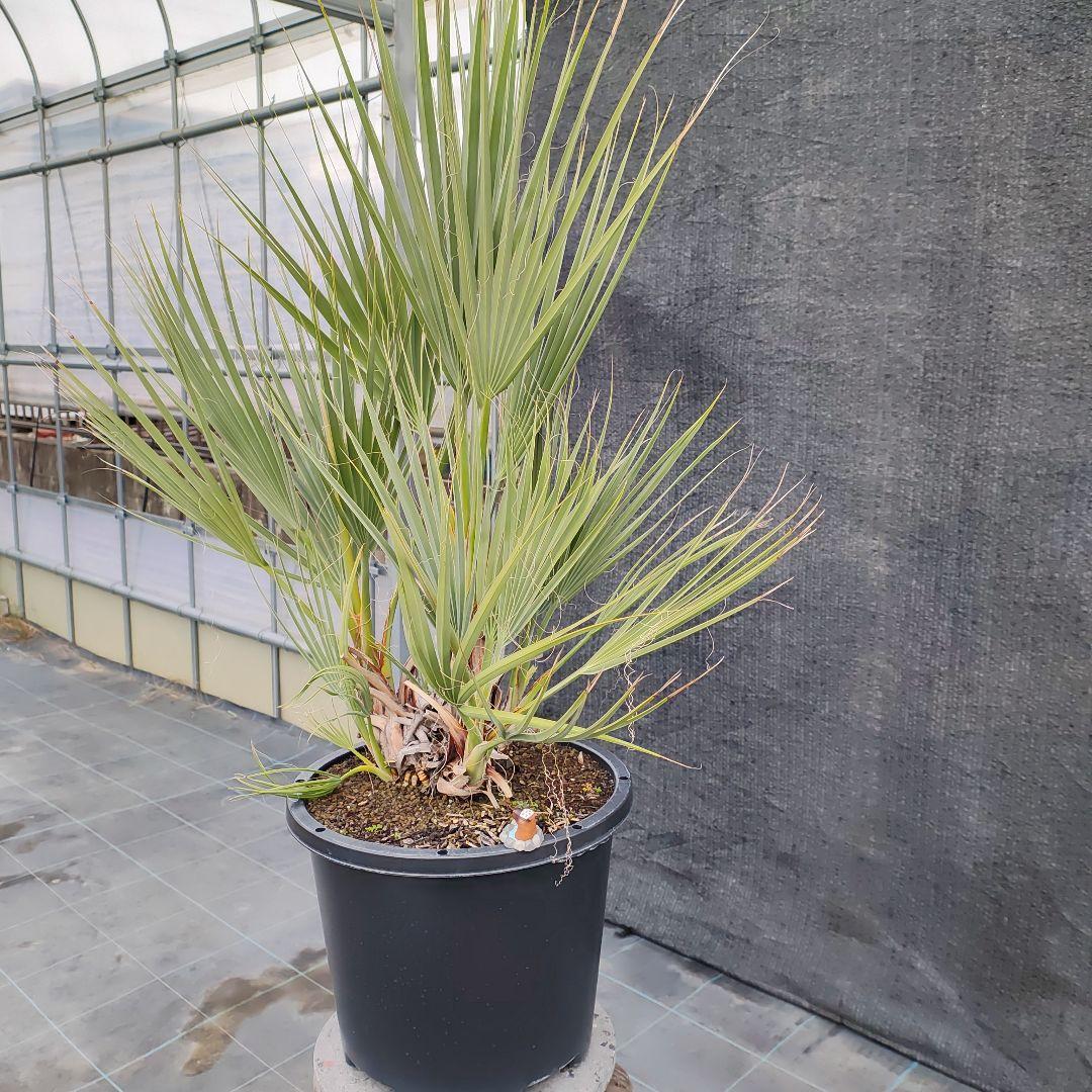 ナンノロップス・リチアナ （アラビカシルバー）