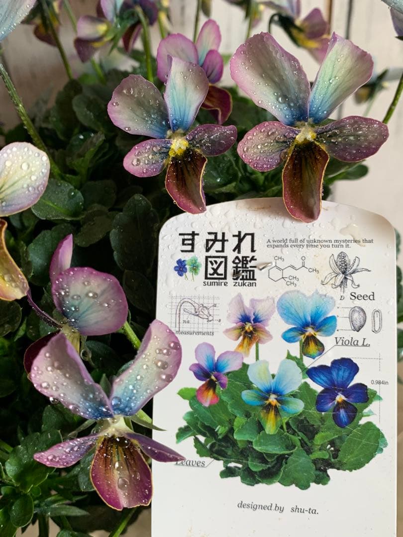 た*ん様 すみれ図鑑 大株 - メルカリ