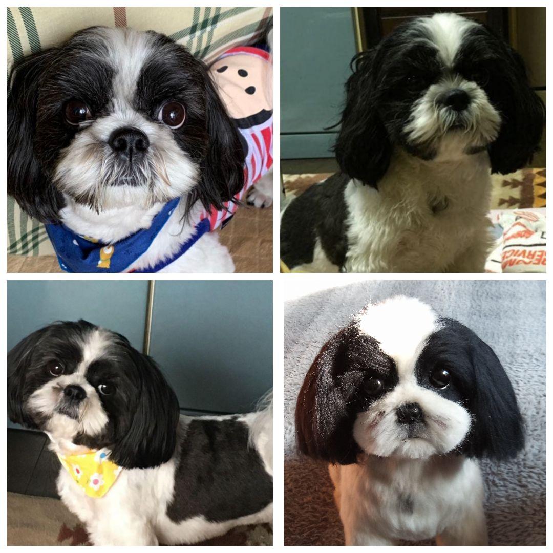 愛犬さんの羊毛オーダー・受注制作・わんちゃん