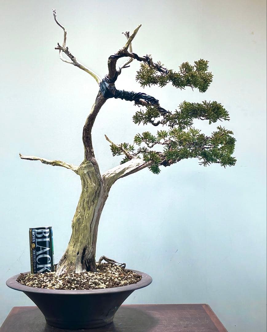 K*K様 サービスオークション】【文人】真柏　盆栽　 高さ56㌢