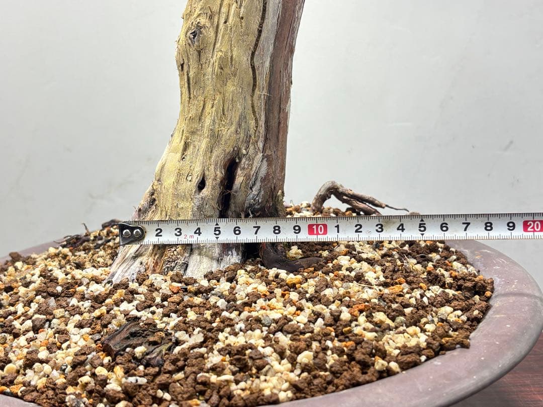 K*K様 サービスオークション】【文人】真柏　盆栽　 高さ56㌢