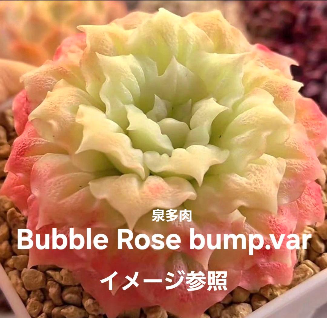 専用コーナー　多肉植物　錦