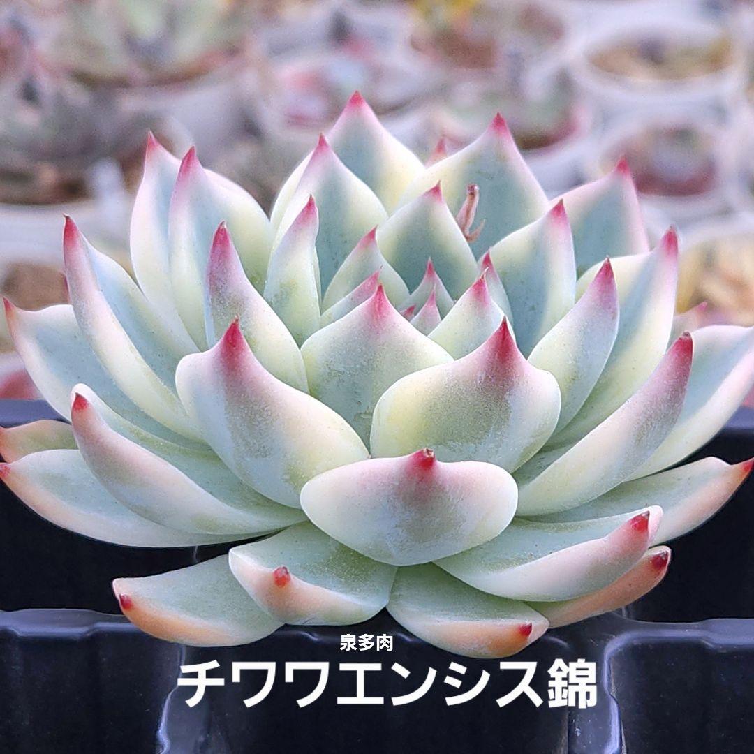 専用コーナー　多肉植物　錦