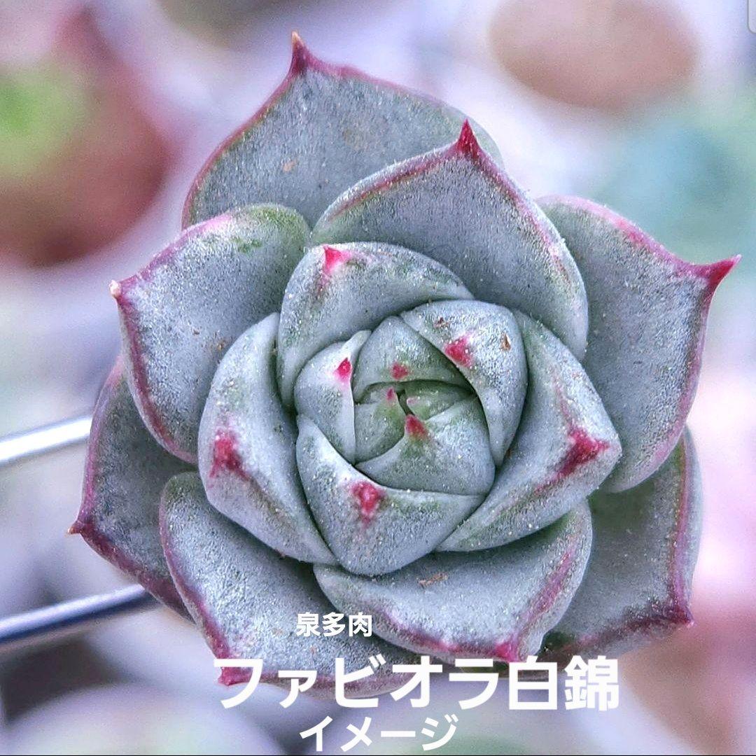 専用コーナー　多肉植物　錦