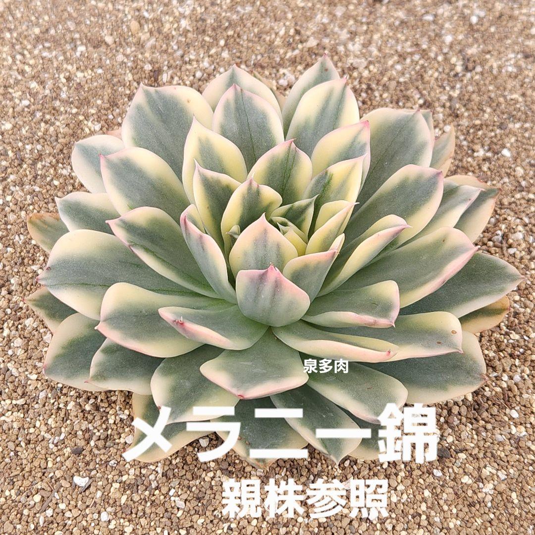 専用コーナー　多肉植物　錦