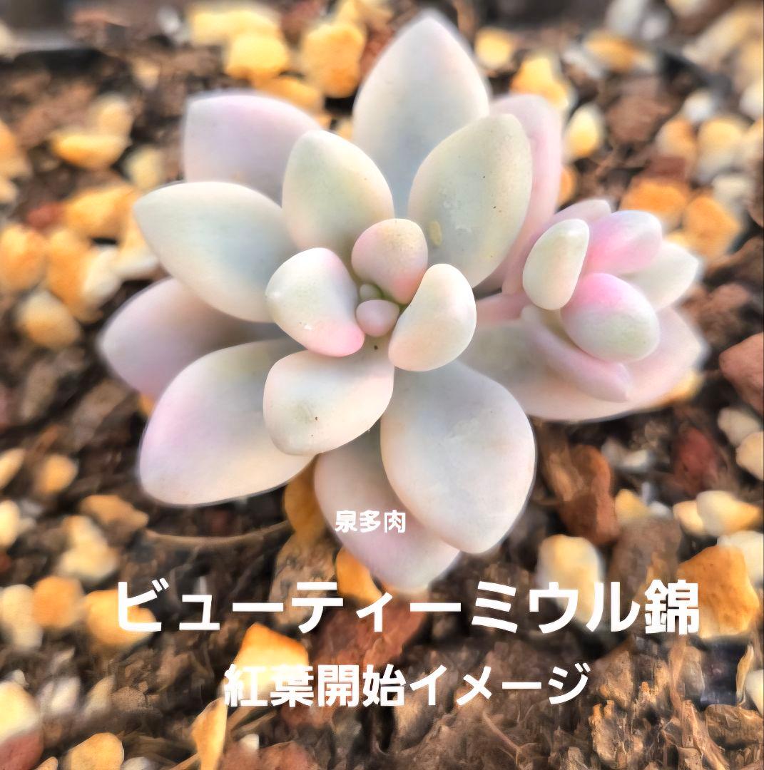 専用コーナー　多肉植物　錦