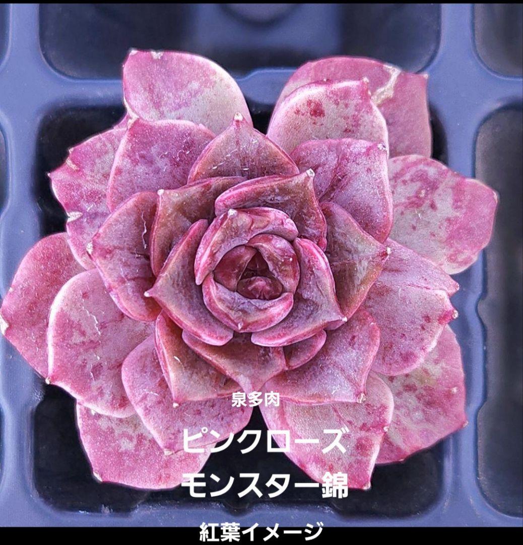 専用コーナー　多肉植物　錦