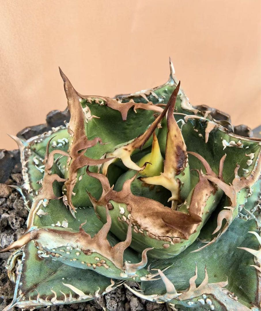 アガベ チタノタ Agave titanota 'Hyou' 冰雹 純血統 子株 - メルカリ