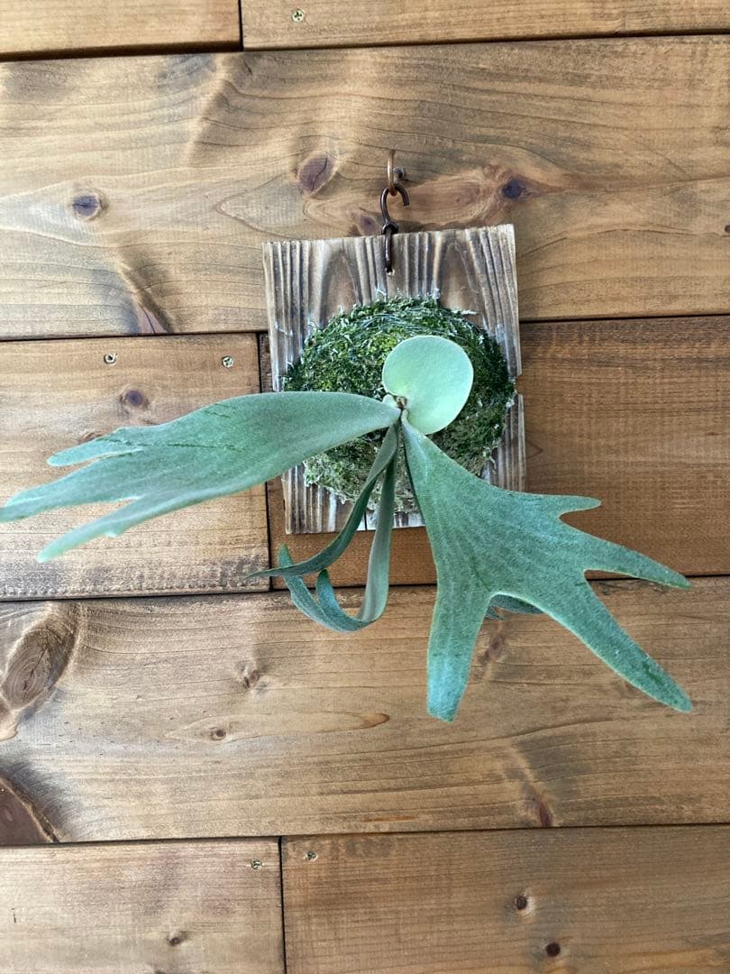 ビカクシダ ウィリンキー \"RU27\" oc