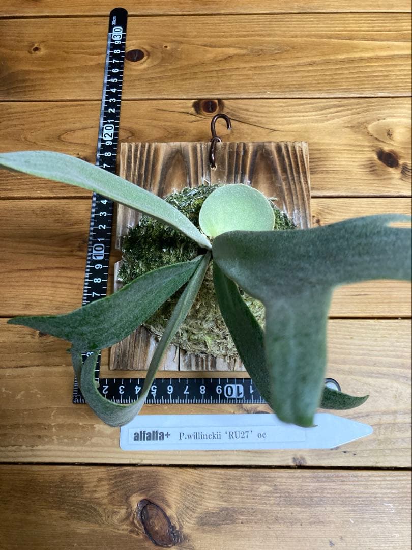 ビカクシダ ウィリンキー \"RU27\" oc