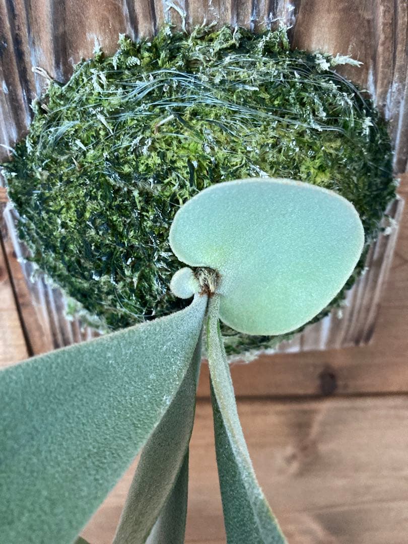 ビカクシダ ウィリンキー \"RU27\" oc