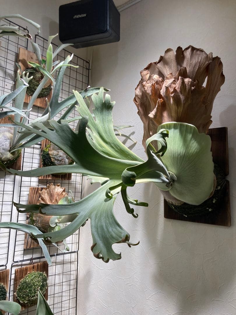 ビカクシダ ウィリンキー \"RU27\" oc