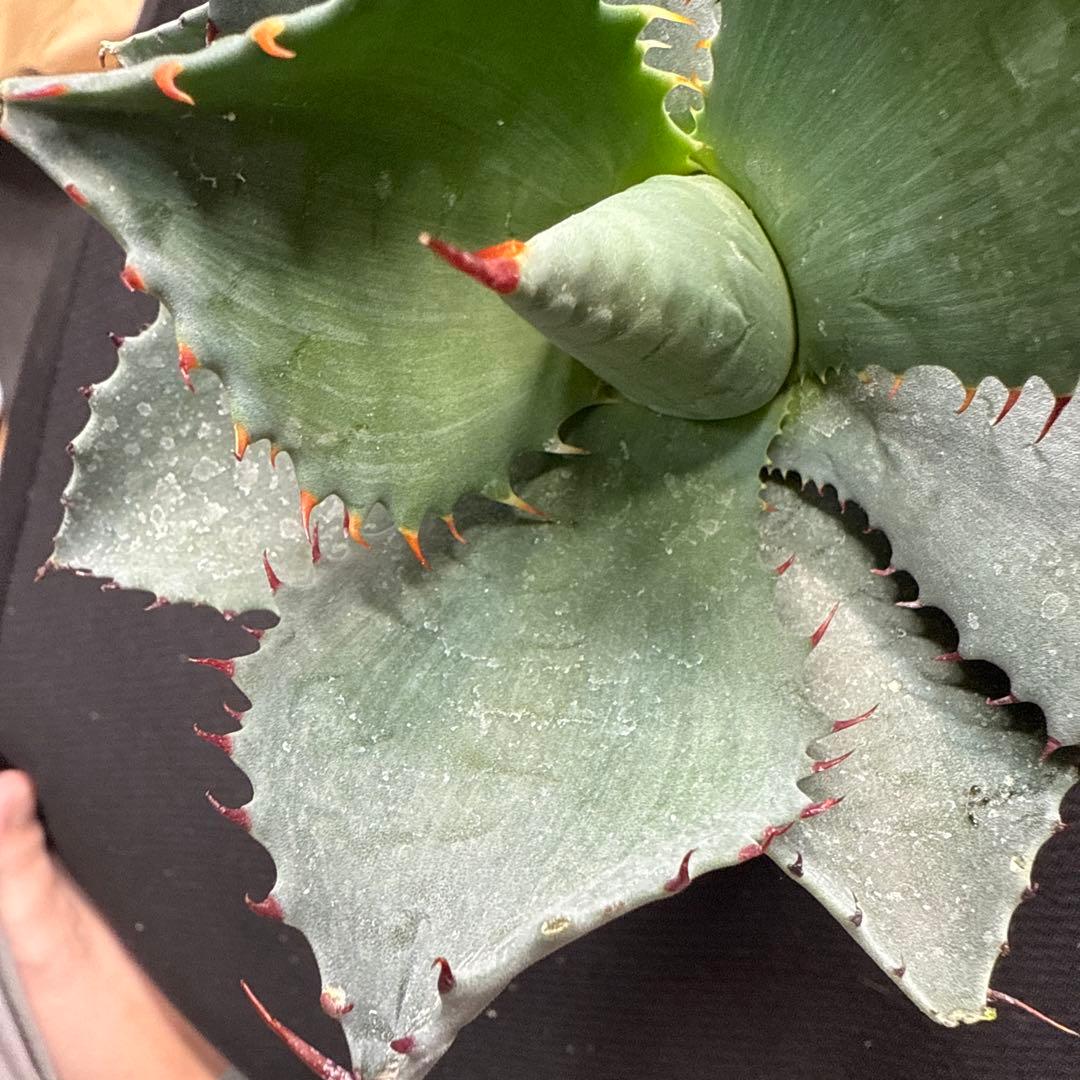 アガベ パライシ × トランカータ ハイブリッド パリー パラサナ