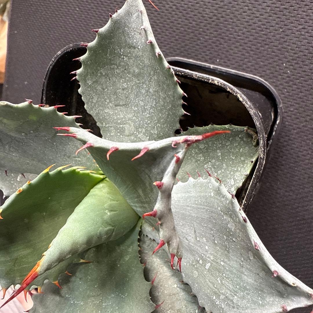 アガベ パライシ × トランカータ ハイブリッド パリー パラサナ