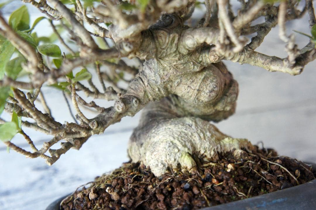 盆栽 『クチナシ』 花 インテリア 観葉植物 ガーデニング 送料無料 b071