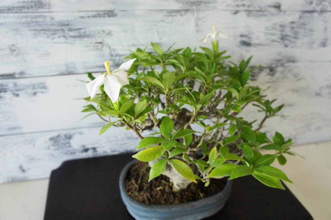 盆栽 『クチナシ』 花 インテリア 観葉植物 ガーデニング 送料無料 b071