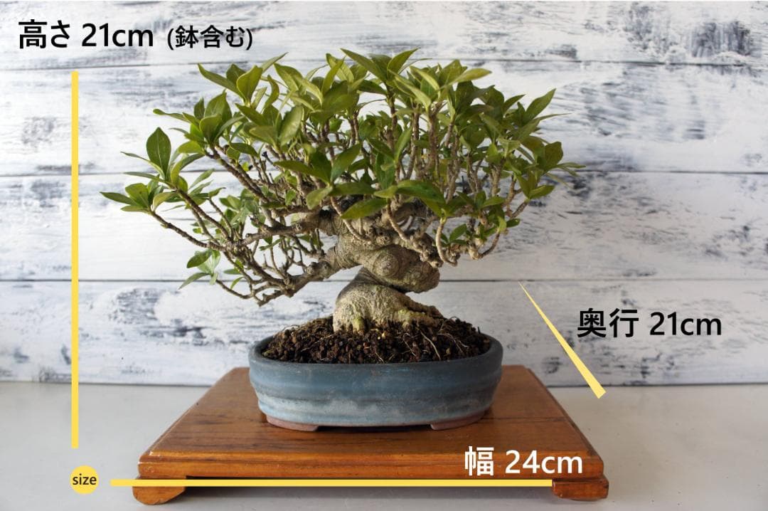 盆栽 『クチナシ』 花 インテリア 観葉植物 ガーデニング 送料無料 b071