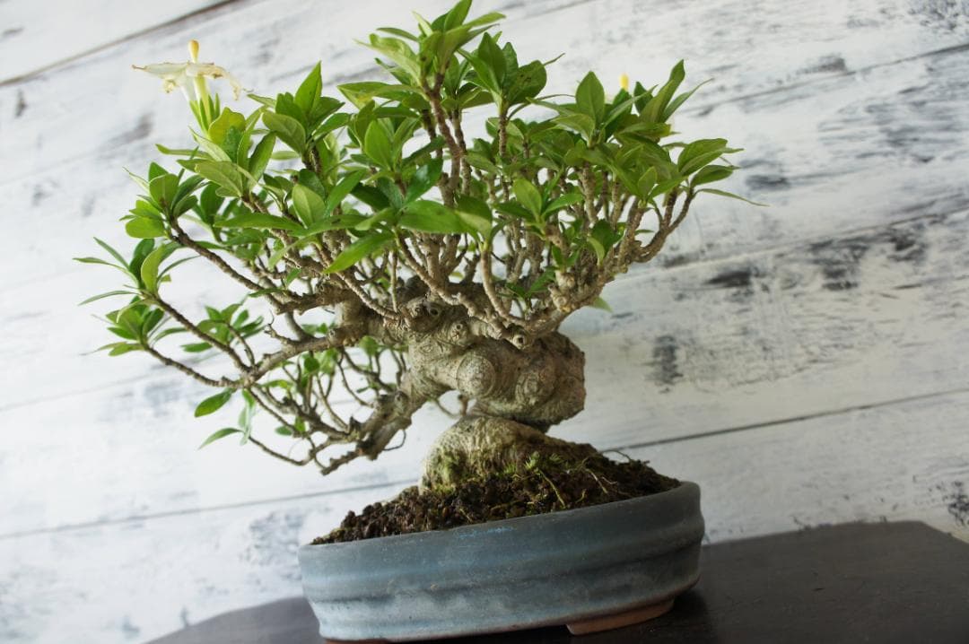 盆栽 『クチナシ』 花 インテリア 観葉植物 ガーデニング 送料無料 b071