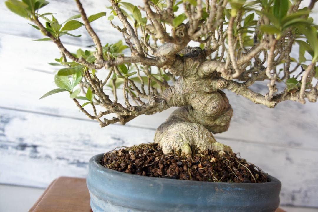 盆栽 『クチナシ』 花 インテリア 観葉植物 ガーデニング 送料無料 b071