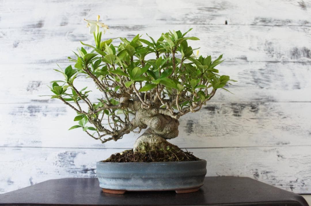 盆栽 『クチナシ』 花 インテリア 観葉植物 ガーデニング 送料無料 b071