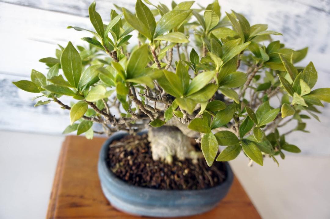 盆栽 『クチナシ』 花 インテリア 観葉植物 ガーデニング 送料無料 b071