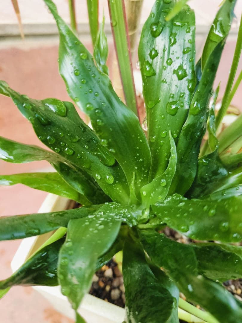 プランター植え 観葉植物 4種類 寄せ植えヤマト便発送 鉢に使用感あり