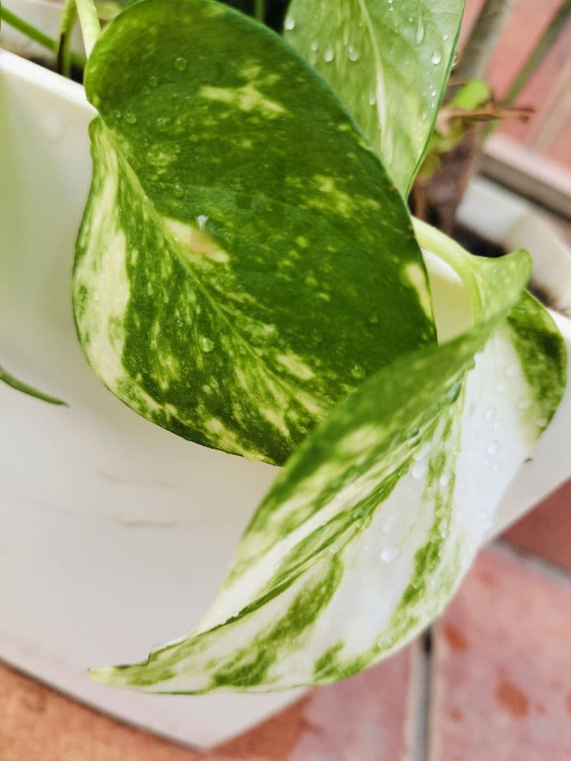 プランター植え 観葉植物 4種類 寄せ植えヤマト便発送 鉢に使用感あり