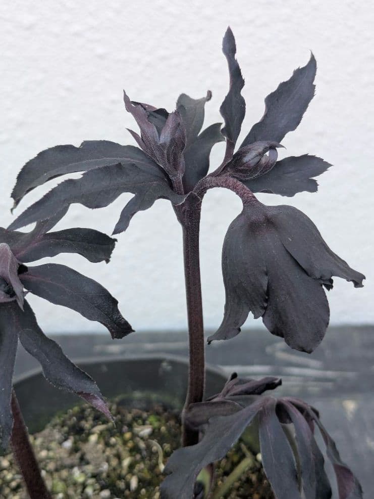 漆黒極上個体】広瀬園芸 クリスマスローズ ブラックマジックdd - メルカリ