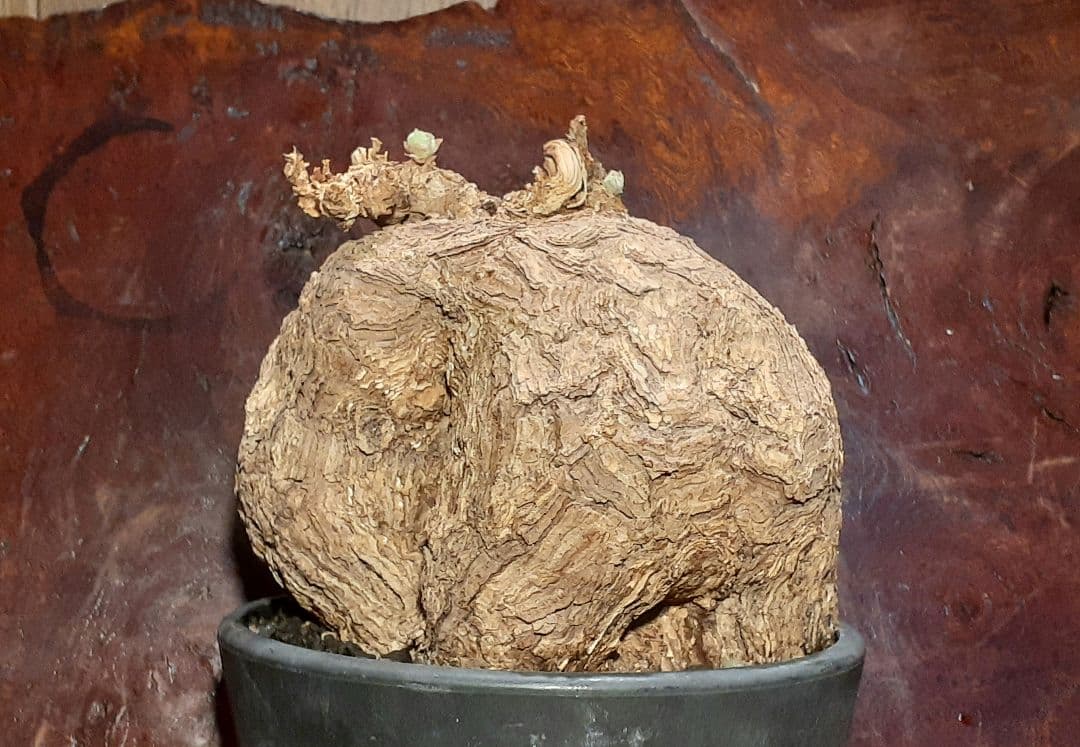 特大！！！　ペラルゴニウム　トリステ　丸株