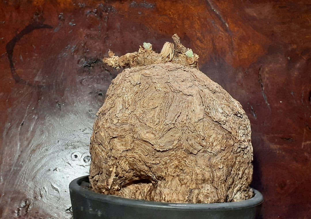 特大！！！　ペラルゴニウム　トリステ　丸株