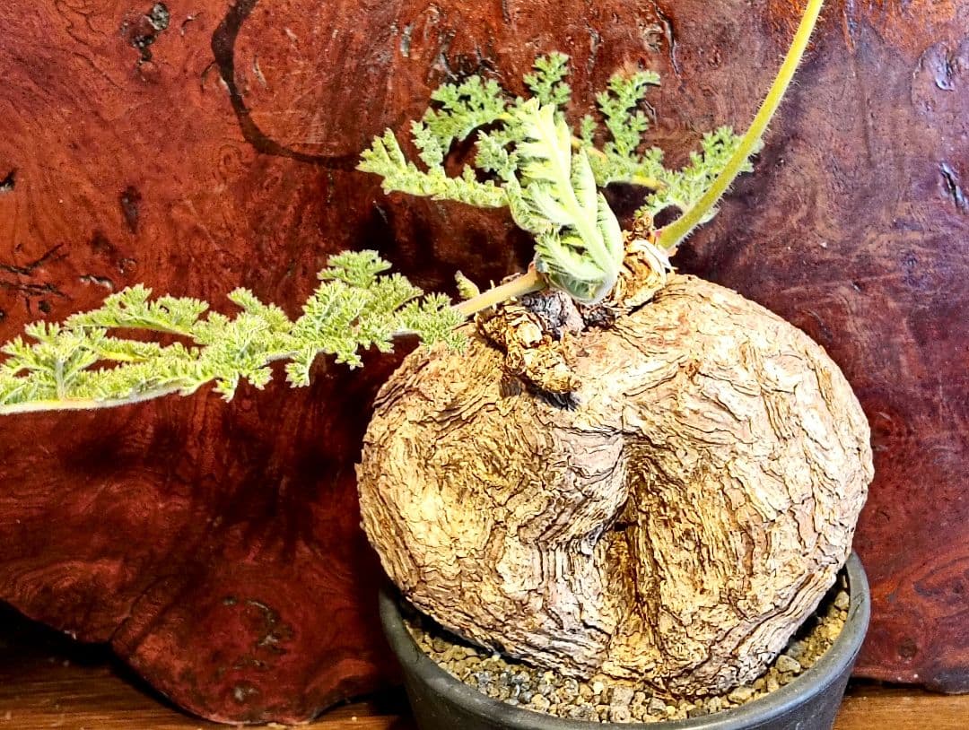 特大！！！　ペラルゴニウム　トリステ　丸株