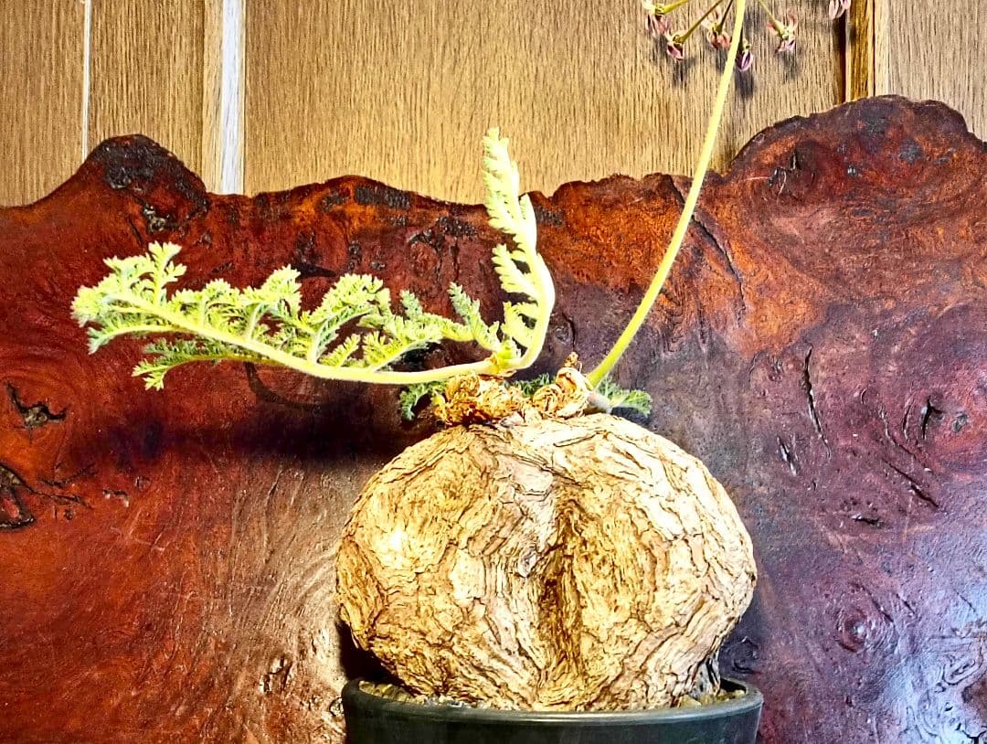 特大！！！　ペラルゴニウム　トリステ　丸株