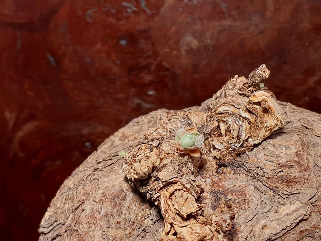 特大！！！　ペラルゴニウム　トリステ　丸株