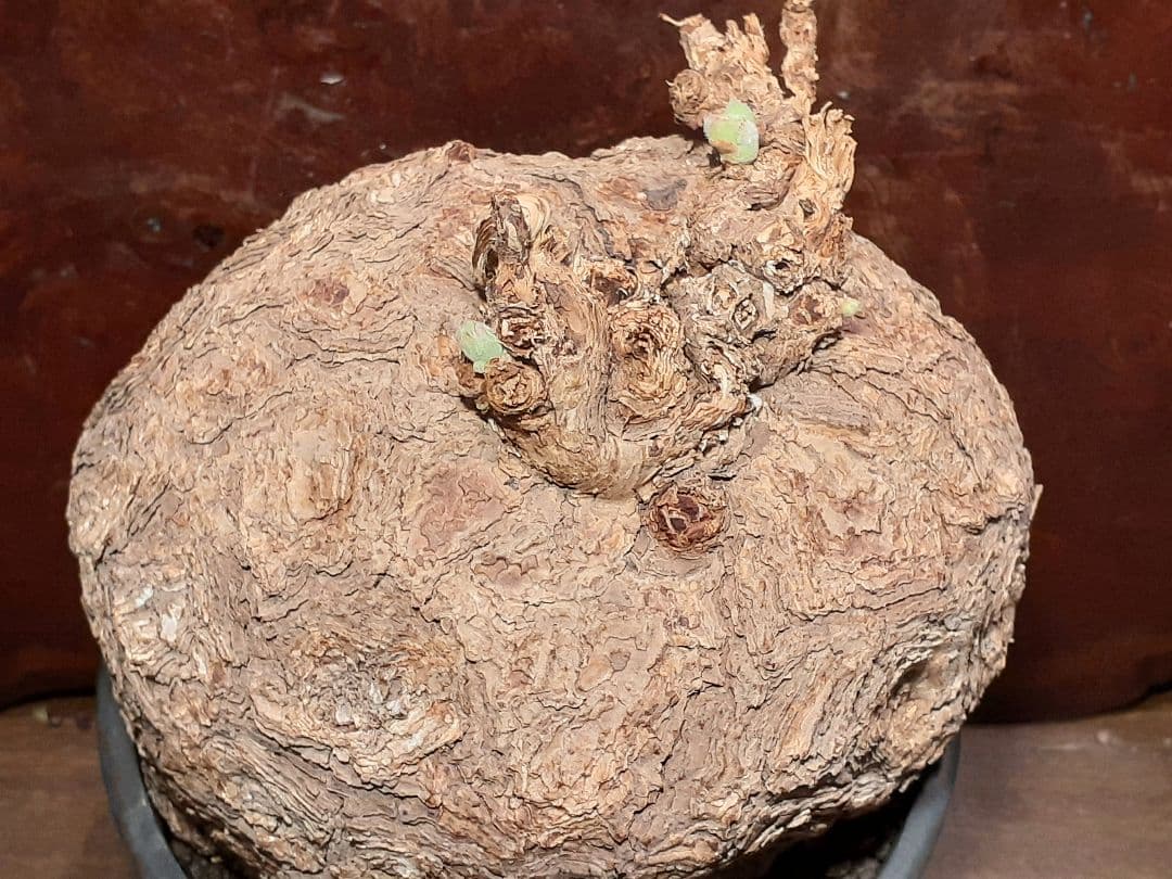 特大！！！　ペラルゴニウム　トリステ　丸株