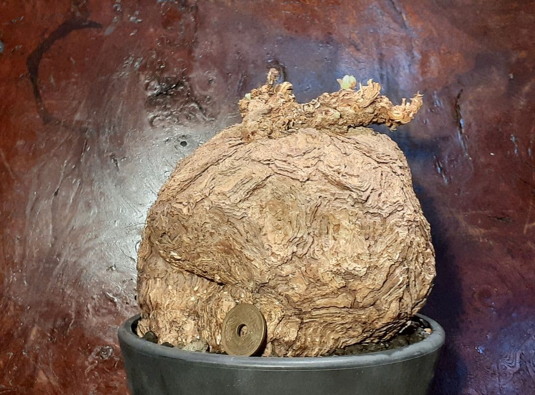 特大！！！　ペラルゴニウム　トリステ　丸株