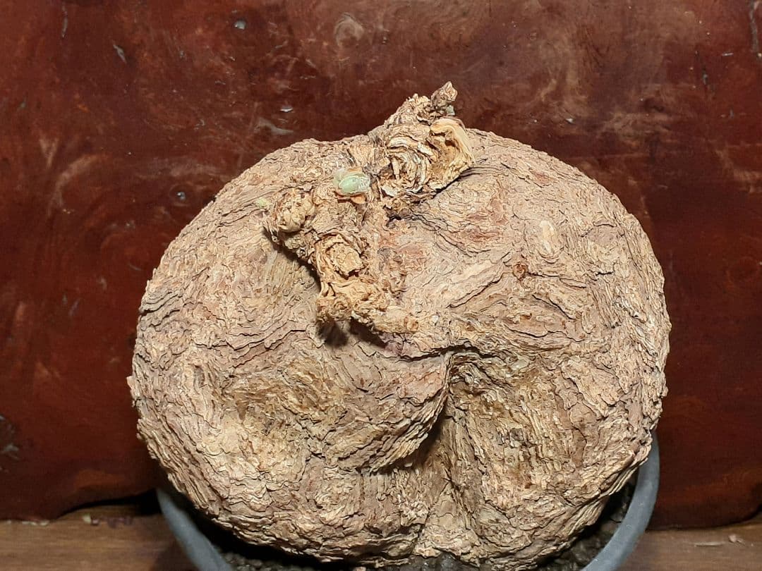 特大！！！　ペラルゴニウム　トリステ　丸株