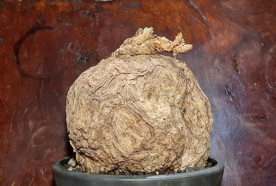 特大！！！　ペラルゴニウム　トリステ　丸株