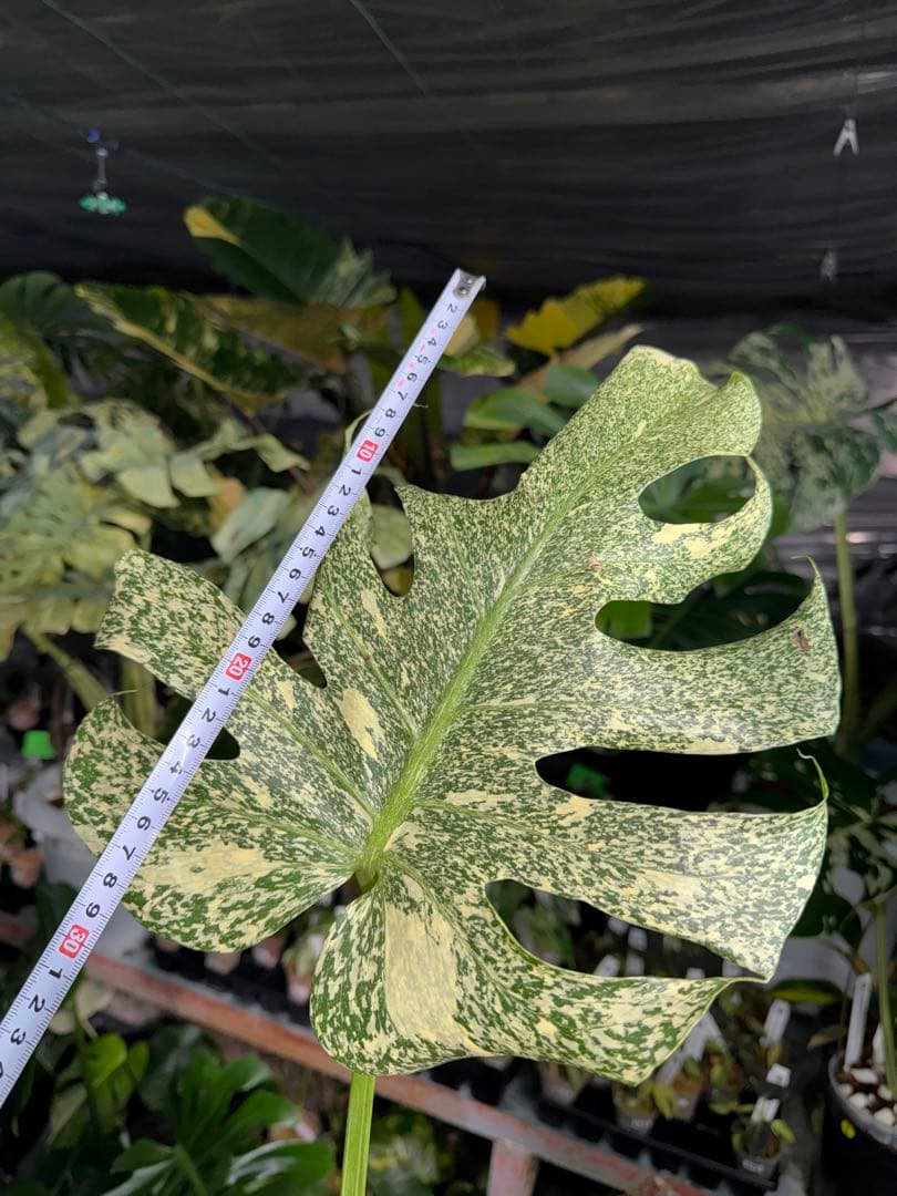 わ*ち様 1モンステラ　タイコンステレーション　スターライト