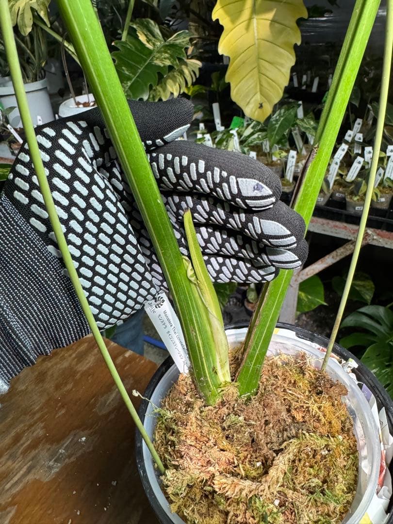 わ*ち様 1モンステラ　タイコンステレーション　スターライト