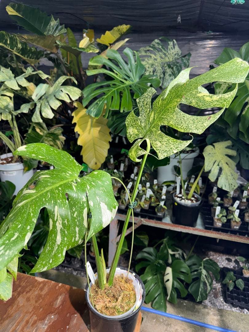 わ*ち様 1モンステラ　タイコンステレーション　スターライト