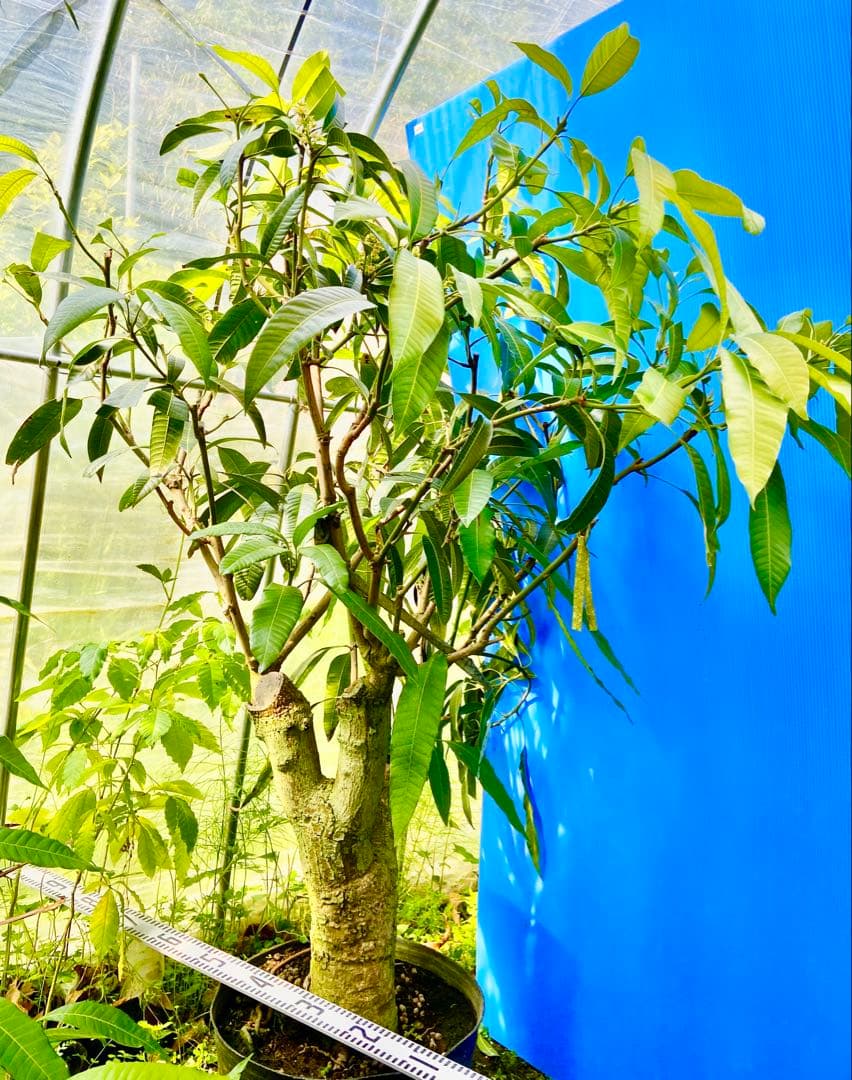 花芽・11 ヤマシタマンゴー　耐寒性　特選フルーツ